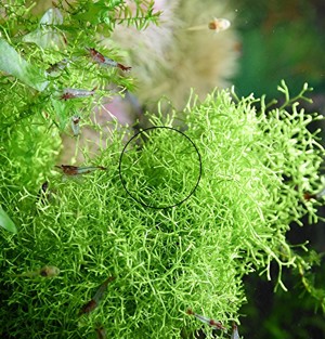 Sternlebermoos, Aquarienpflanze, Versand  Abholung Bild 2