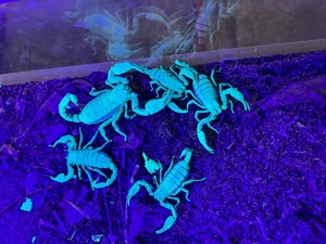 Heterometrus laoticus Großer Tai Skorpion