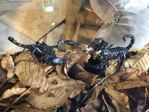 Heterometrus laoticus Großer Tai Skorpion Bild 2