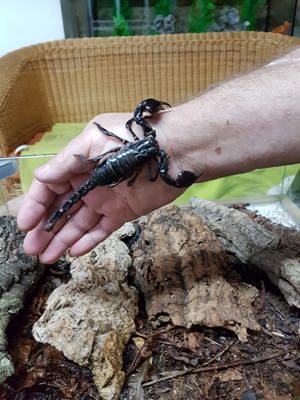 Heterometrus laoticus Großer Tai Skorpion Bild 3
