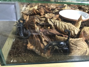 Heterometrus laoticus Großer Tai Skorpion Bild 4