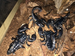 Heterometrus laoticus Großer Tai Skorpion Bild 6