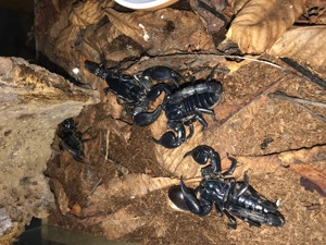 Heterometrus laoticus Großer Tai Skorpion Bild 5
