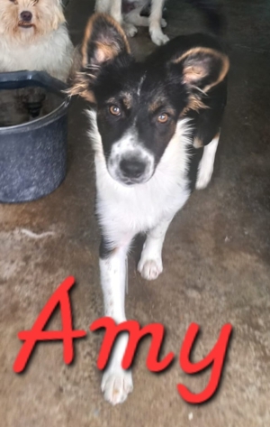 Junghund Amy Bild 2