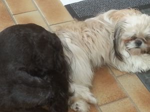 Deckrüden, Shih-Tzu, Malteser, Havaneser, Bolonka, Pudel, Pekinese gesund, erfahren und liebenswert Bild 3