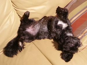 Deckrüden, Shih-Tzu, Malteser, Havaneser, Bolonka, Pudel, Pekinese gesund, erfahren und liebenswert Bild 2