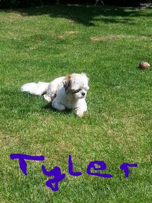 Deckrüden, Shih-Tzu, Malteser, Havaneser, Bolonka, Pudel, Pekinese gesund, erfahren und liebenswert Bild 3