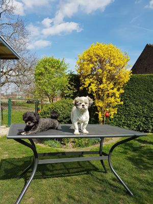 Deckrüden, Shih-Tzu, Malteser, Havaneser, Bolonka, Pudel, Pekinese gesund, erfahren und liebenswert Bild 7