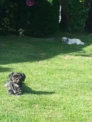 Deckrüden, Shih-Tzu, Malteser, Havaneser, Bolonka, Pudel, Pekinese gesund, erfahren und liebenswert Bild 9