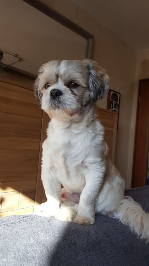 Deckrüden, Shih-Tzu, Malteser, Havaneser, Bolonka, Pudel, Pekinese gesund, erfahren und liebenswert Bild 2