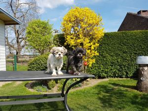 Deckrüden, Shih-Tzu, Malteser, Havaneser, Bolonka, Pudel, Pekinese gesund, erfahren und liebenswert Bild 4