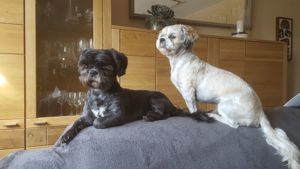 Deckrüden, Shih-Tzu, Malteser, Havaneser, Bolonka, Pudel, Pekinese gesund, erfahren und liebenswert Bild 10