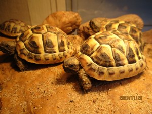 Griechische Landschildkröten vom Sommer 2023 mit Cites Bild 1