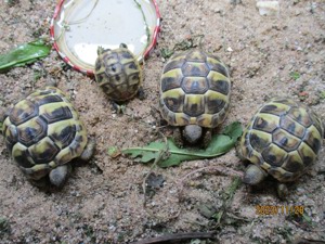 Griechische Landschildkröten vom Sommer 2023 mit Cites Bild 5