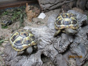 Griechische Landschildkröten vom Sommer 2023 mit Cites Bild 6