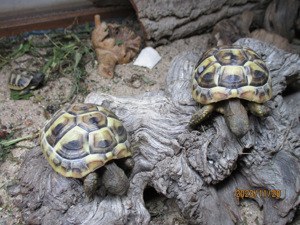 Griechische Landschildkröten vom Sommer 2023 mit Cites Bild 9