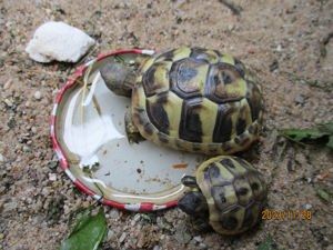 Griechische Landschildkröten vom Sommer 2023 mit Cites Bild 7