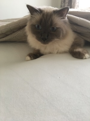 Heiliger Birma Deckkater Bild 6