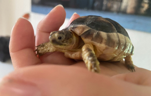 Schildkröte    Breitrand Schildkröte    Testudo Marginata