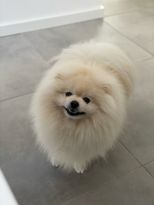 Zwergspitz Deckrüde Pomeranian