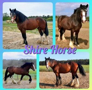 Deckhengst Shire Horse 