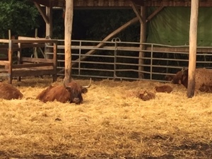 Hochlandrinder Highland cattle