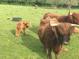 Hochlandrinder Highland cattle Bild 2
