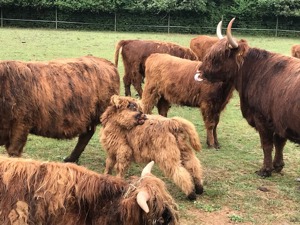 Hochlandrinder Highland cattle Bild 3