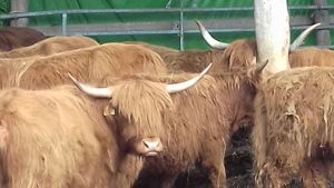 Hochlandrinder Highland cattle Bild 5
