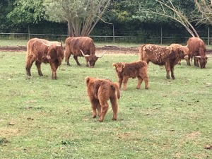 Hochlandrinder Highland cattle Bild 6
