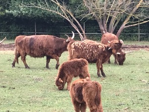 Hochlandrinder Highland cattle Bild 4