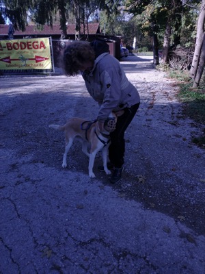 Verantwortungsbewusste und zuverlässige Tiersitterin Bild 5