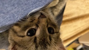 Verantwortungsbewusste und zuverlässige Tiersitterin Bild 8