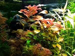 Rotgrüne Ludwigie, Aquarienpflanze, Versand  Abholung Bild 6