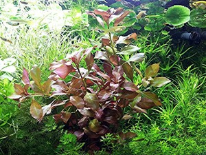 Rotgrüne Ludwigie, Aquarienpflanze, Versand  Abholung Bild 1