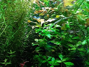 Rotgrüne Ludwigie, Aquarienpflanze, Versand  Abholung Bild 3