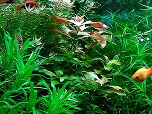 Rotgrüne Ludwigie, Aquarienpflanze, Versand  Abholung Bild 7
