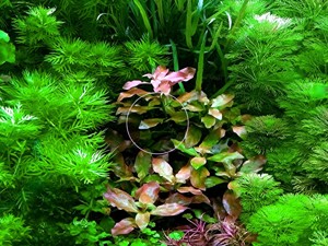 Rotgrüne Ludwigie, Aquarienpflanze, Versand  Abholung Bild 2