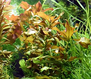 Rotgrüne Ludwigie, Aquarienpflanze, Versand  Abholung Bild 4