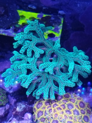 Korallen Ableger Meerwasser  Bild 5