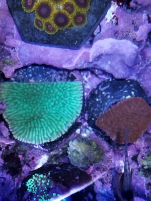 Korallen Ableger Meerwasser  Bild 1