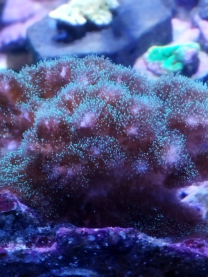 Korallen Ableger Meerwasser  Bild 6