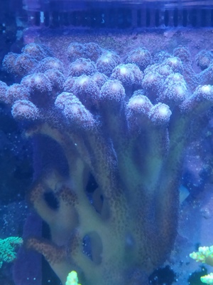 Korallen Ableger Meerwasser  Bild 3