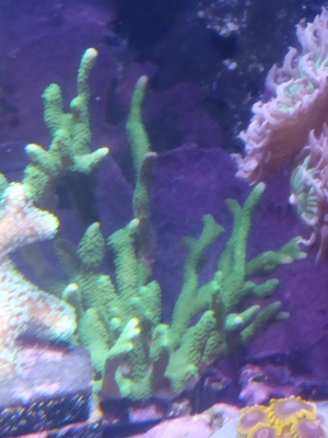 Korallen Ableger Meerwasser  Bild 4