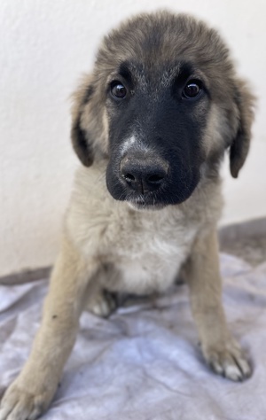 Groot, geb. ca. 07 2023, lebt in GRIECHENLAND, auf einer privaten Pflegestelle Bild 5