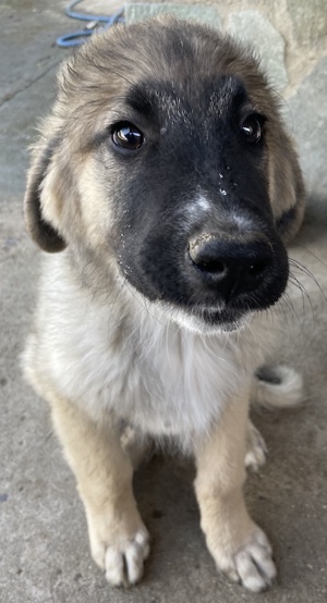 Groot, geb. ca. 07 2023, lebt in GRIECHENLAND, auf einer privaten Pflegestelle Bild 10