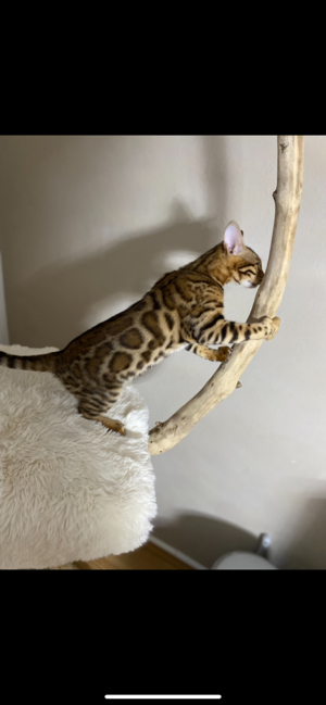 luxuriöse Bengal Zucht katze mit top stammbaum 