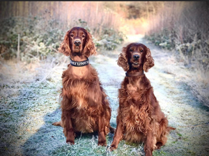 Zwei Irish Setter suchen liebevolle Familie.