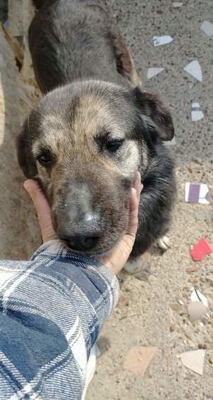 Bitte schenkt Oma Alaska endlich ein Zuhause 