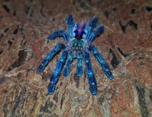 Spinnen Notaufnahme gebe für alle Vogelspinnen Asyl